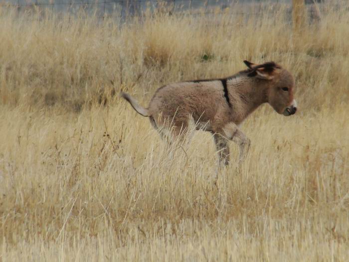 the cutest little jackass....